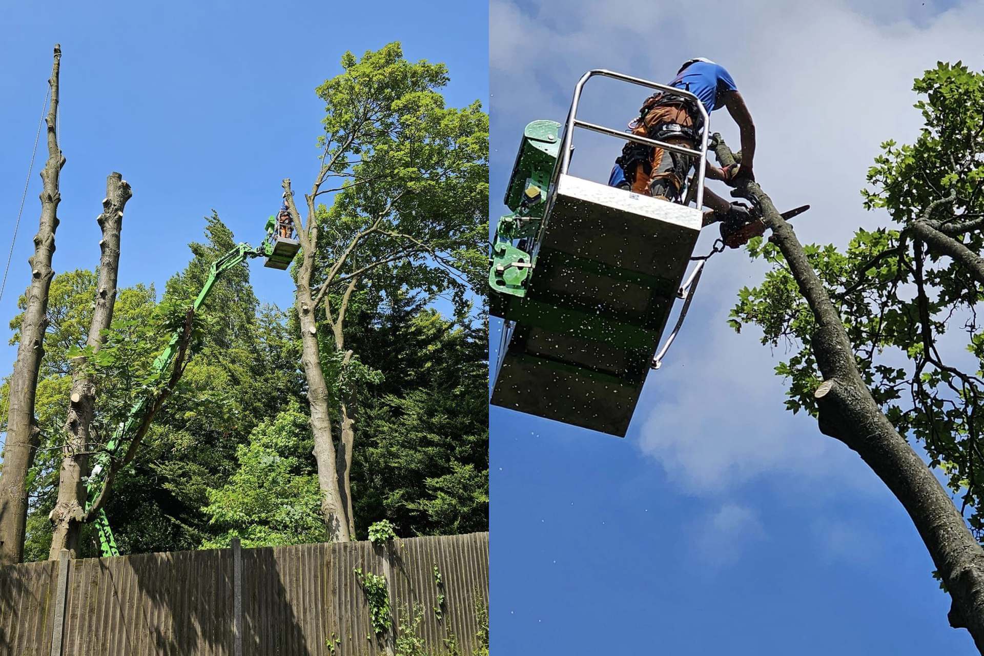 5 Best Tree Surgeons in Southampton - Explore support for managing garden trees